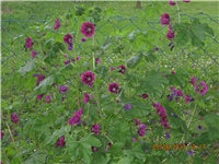 93b636cc-DEDA GUME 113.jpg